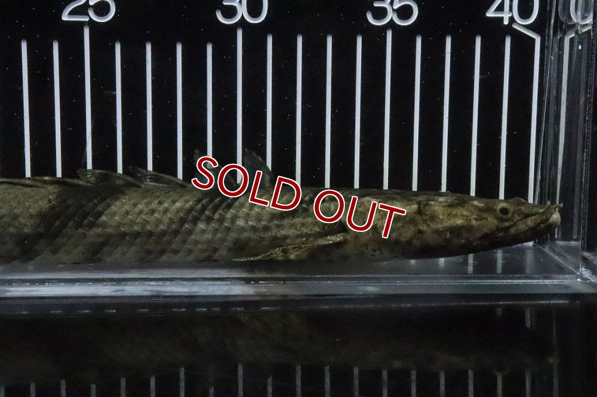 画像2: 【淡水魚】【通販】No8 メス ポリプテルス エンドリケリー YEWA産 ワイルド【個体販売】(±29cm)(大型魚)(生体)(熱帯魚)NKO (2)