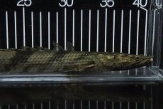 画像2: 【淡水魚】【通販】No8 メス ポリプテルス エンドリケリー YEWA産 ワイルド【個体販売】(±29cm)(大型魚)(生体)(熱帯魚)NKO (2)