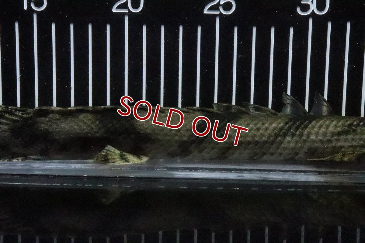 画像3: 【淡水魚】【通販】No8 メス ポリプテルス エンドリケリー YEWA産 ワイルド【個体販売】(±29cm)(大型魚)(生体)(熱帯魚)NKO (3)