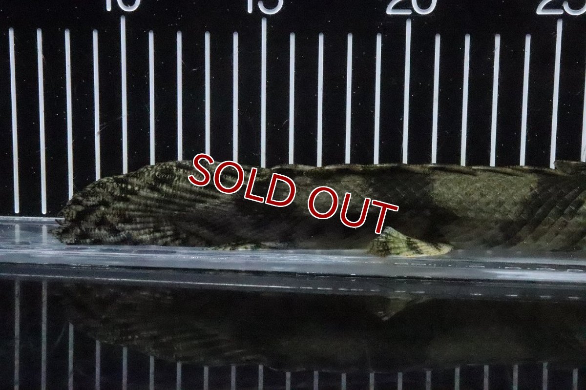 画像4: 【淡水魚】【通販】No8 メス ポリプテルス エンドリケリー YEWA産 ワイルド【個体販売】(±29cm)(大型魚)(生体)(熱帯魚)NKO (4)