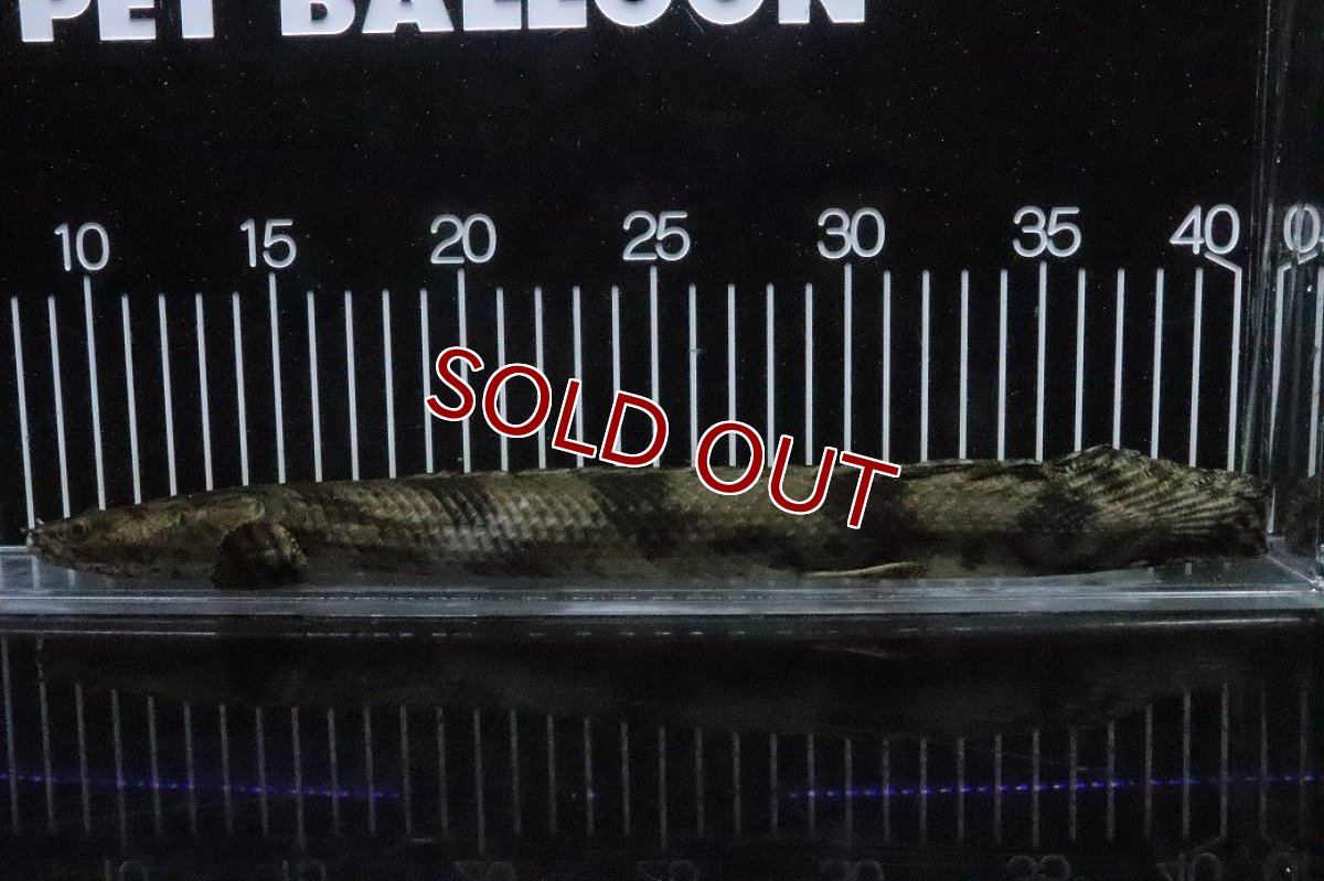 画像5: 【淡水魚】【通販】No8 メス ポリプテルス エンドリケリー YEWA産 ワイルド【個体販売】(±29cm)(大型魚)(生体)(熱帯魚)NKO (5)