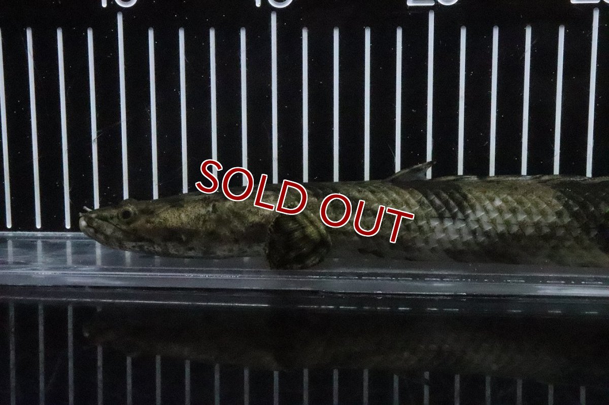 画像6: 【淡水魚】【通販】No8 メス ポリプテルス エンドリケリー YEWA産 ワイルド【個体販売】(±29cm)(大型魚)(生体)(熱帯魚)NKO (6)