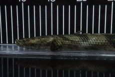 画像6: 【淡水魚】【通販】No8 メス ポリプテルス エンドリケリー YEWA産 ワイルド【個体販売】(±29cm)(大型魚)(生体)(熱帯魚)NKO (6)