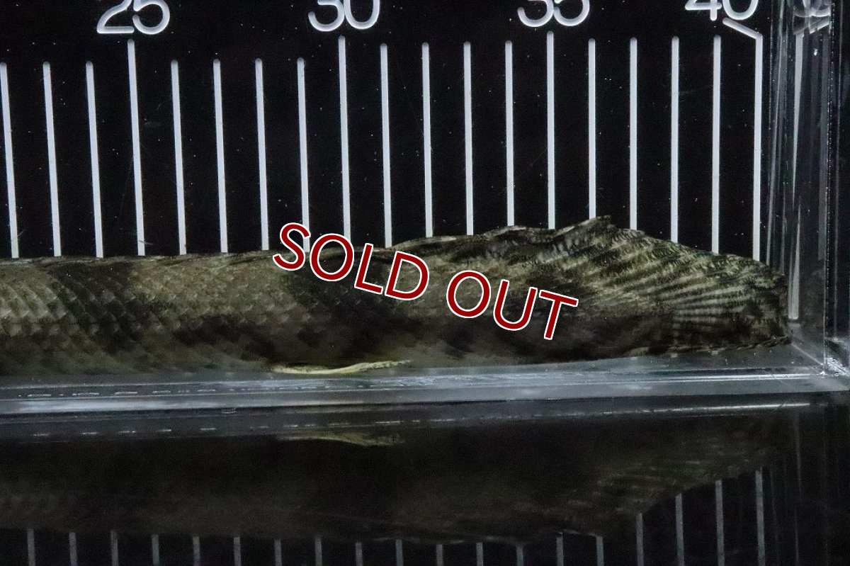 画像8: 【淡水魚】【通販】No8 メス ポリプテルス エンドリケリー YEWA産 ワイルド【個体販売】(±29cm)(大型魚)(生体)(熱帯魚)NKO (8)
