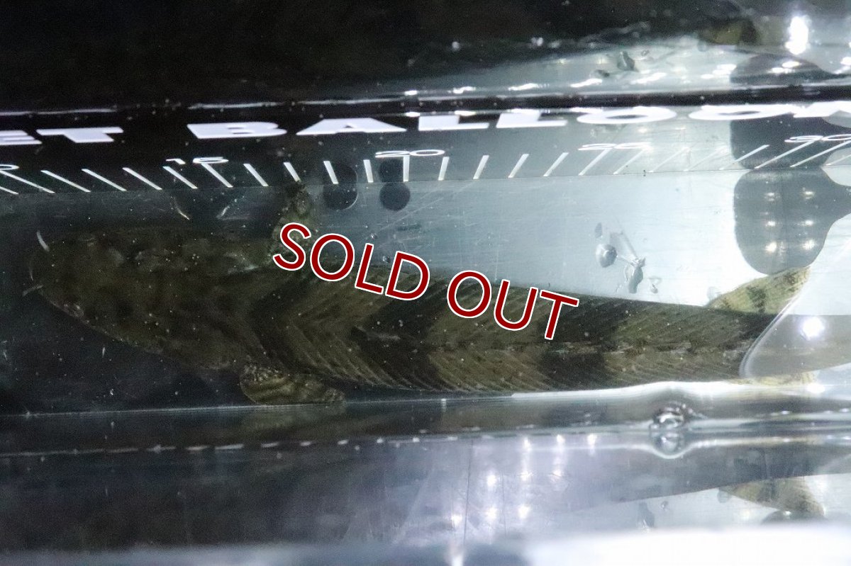 画像9: 【淡水魚】【通販】No8 メス ポリプテルス エンドリケリー YEWA産 ワイルド【個体販売】(±29cm)(大型魚)(生体)(熱帯魚)NKO (9)