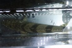 画像9: 【淡水魚】【通販】No8 メス ポリプテルス エンドリケリー YEWA産 ワイルド【個体販売】(±29cm)(大型魚)(生体)(熱帯魚)NKO (9)