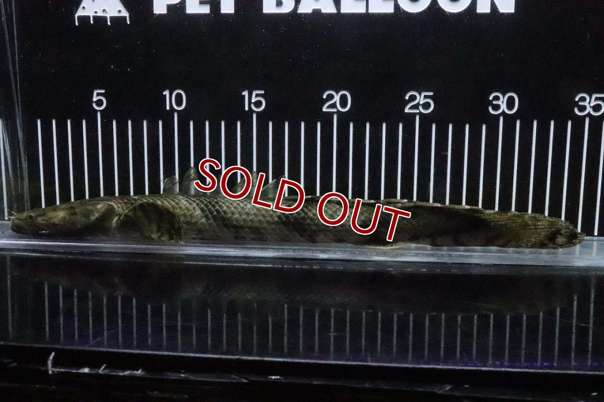 画像1: 【淡水魚】【通販】No9 オス ポリプテルス エンドリケリー YEWA産 ワイルド【個体販売】(±34cm)(大型魚)(生体)(熱帯魚)NKO (1)