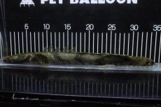 画像1: 【淡水魚】【通販】No9 オス ポリプテルス エンドリケリー YEWA産 ワイルド【個体販売】(±34cm)(大型魚)(生体)(熱帯魚)NKO (1)