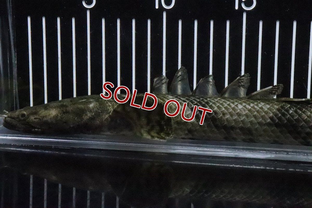 画像2: 【淡水魚】【通販】No9 オス ポリプテルス エンドリケリー YEWA産 ワイルド【個体販売】(±34cm)(大型魚)(生体)(熱帯魚)NKO (2)
