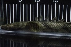 画像2: 【淡水魚】【通販】No9 オス ポリプテルス エンドリケリー YEWA産 ワイルド【個体販売】(±34cm)(大型魚)(生体)(熱帯魚)NKO (2)