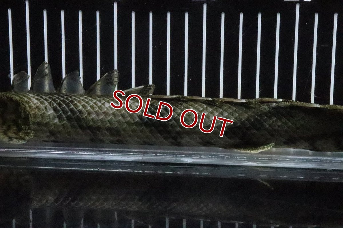 画像3: 【淡水魚】【通販】No9 オス ポリプテルス エンドリケリー YEWA産 ワイルド【個体販売】(±34cm)(大型魚)(生体)(熱帯魚)NKO (3)