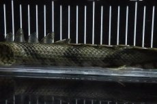 画像3: 【淡水魚】【通販】No9 オス ポリプテルス エンドリケリー YEWA産 ワイルド【個体販売】(±34cm)(大型魚)(生体)(熱帯魚)NKO (3)