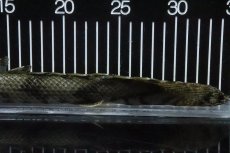 画像4: 【淡水魚】【通販】No9 オス ポリプテルス エンドリケリー YEWA産 ワイルド【個体販売】(±34cm)(大型魚)(生体)(熱帯魚)NKO (4)