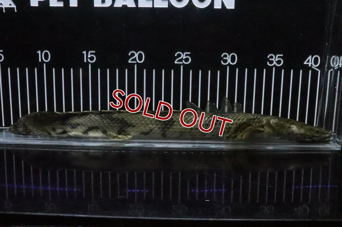 画像5: 【淡水魚】【通販】No9 オス ポリプテルス エンドリケリー YEWA産 ワイルド【個体販売】(±34cm)(大型魚)(生体)(熱帯魚)NKO (5)