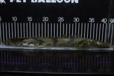 画像5: 【淡水魚】【通販】No9 オス ポリプテルス エンドリケリー YEWA産 ワイルド【個体販売】(±34cm)(大型魚)(生体)(熱帯魚)NKO (5)