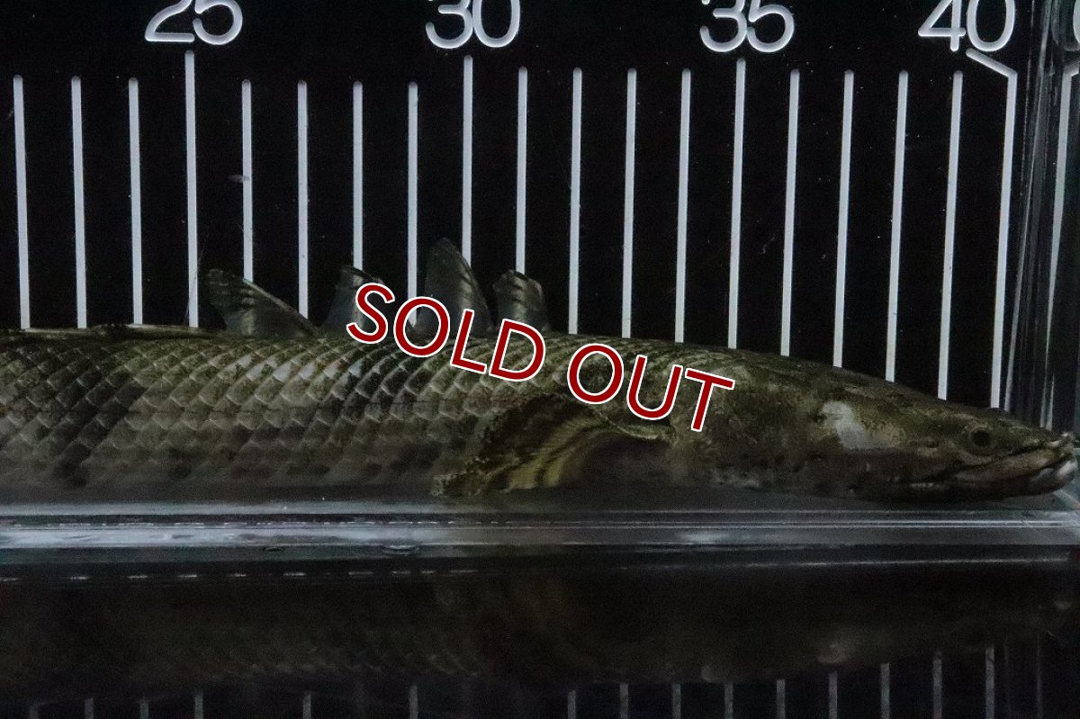 画像6: 【淡水魚】【通販】No9 オス ポリプテルス エンドリケリー YEWA産 ワイルド【個体販売】(±34cm)(大型魚)(生体)(熱帯魚)NKO (6)