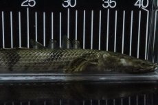 画像6: 【淡水魚】【通販】No9 オス ポリプテルス エンドリケリー YEWA産 ワイルド【個体販売】(±34cm)(大型魚)(生体)(熱帯魚)NKO (6)