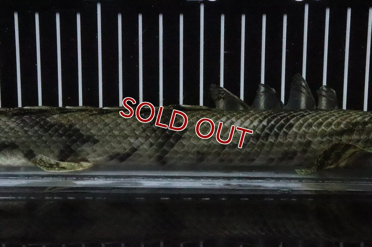 画像7: 【淡水魚】【通販】No9 オス ポリプテルス エンドリケリー YEWA産 ワイルド【個体販売】(±34cm)(大型魚)(生体)(熱帯魚)NKO (7)