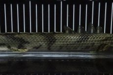画像7: 【淡水魚】【通販】No9 オス ポリプテルス エンドリケリー YEWA産 ワイルド【個体販売】(±34cm)(大型魚)(生体)(熱帯魚)NKO (7)