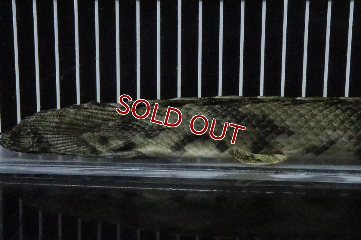 画像8: 【淡水魚】【通販】No9 オス ポリプテルス エンドリケリー YEWA産 ワイルド【個体販売】(±34cm)(大型魚)(生体)(熱帯魚)NKO (8)