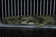 画像8: 【淡水魚】【通販】No9 オス ポリプテルス エンドリケリー YEWA産 ワイルド【個体販売】(±34cm)(大型魚)(生体)(熱帯魚)NKO (8)