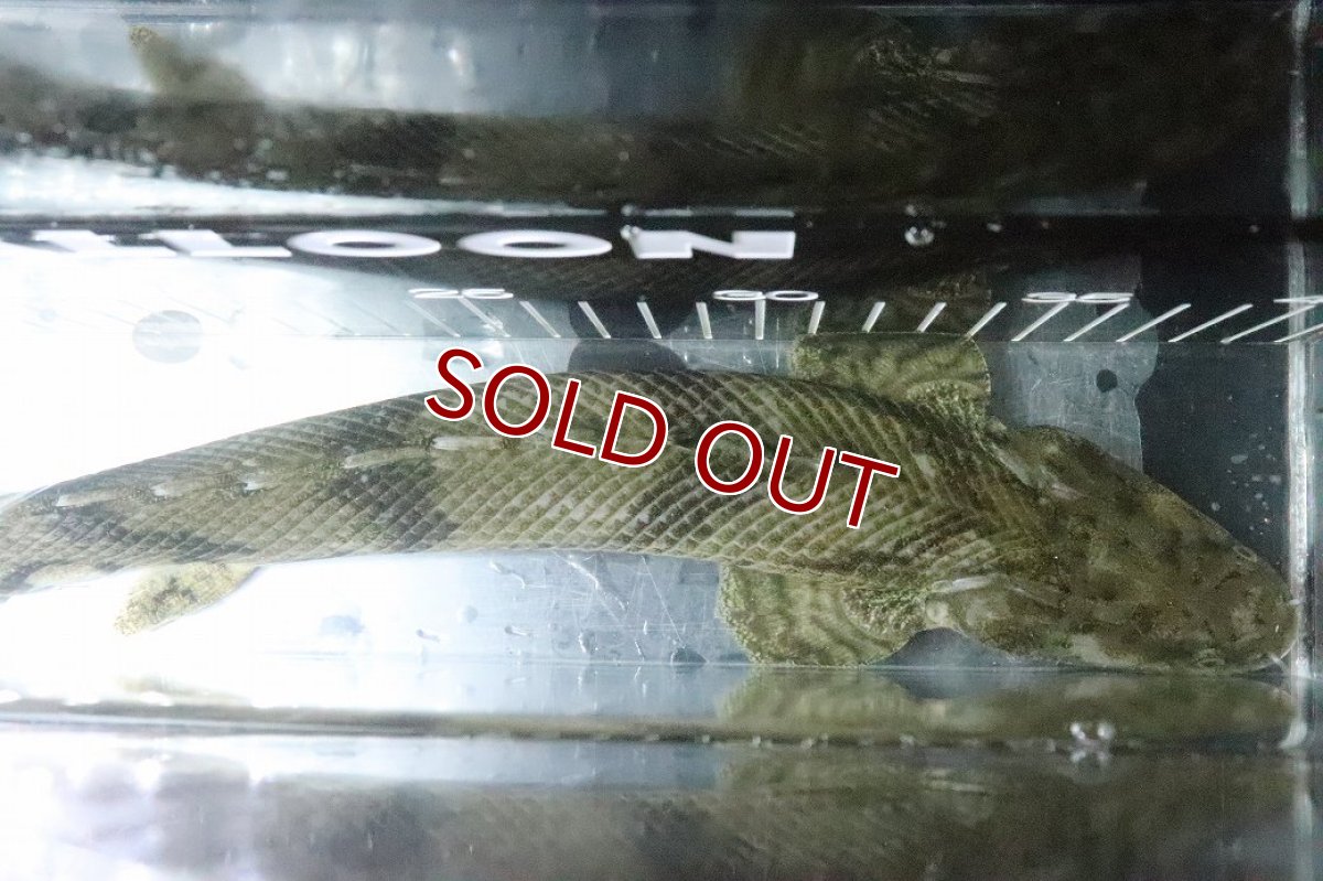 画像9: 【淡水魚】【通販】No9 オス ポリプテルス エンドリケリー YEWA産 ワイルド【個体販売】(±34cm)(大型魚)(生体)(熱帯魚)NKO (9)