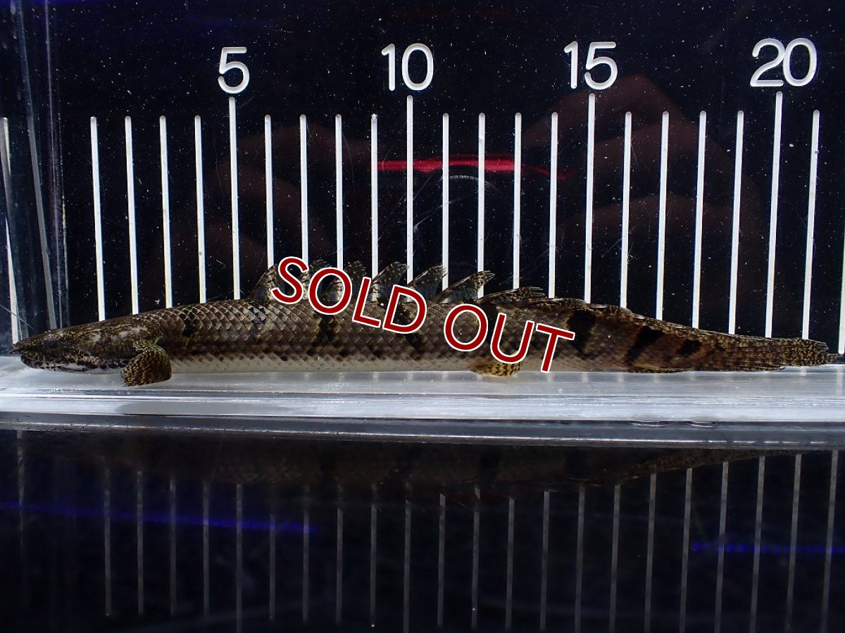 画像1: 【淡水魚】【通販】No1 ポリプテルス デルヘジィ ワイルド【個体販売】(±20cm)(大型魚)(生体)(熱帯魚)NKO (1)