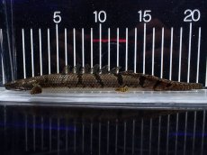 画像1: 【淡水魚】【通販】No1 ポリプテルス デルヘジィ ワイルド【個体販売】(±20cm)(大型魚)(生体)(熱帯魚)NKO (1)