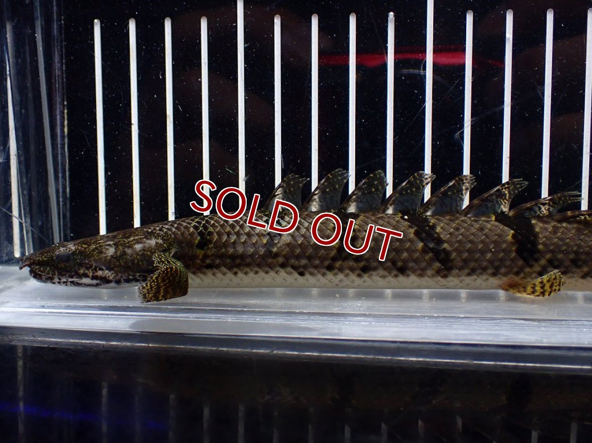 画像2: 【淡水魚】【通販】No1 ポリプテルス デルヘジィ ワイルド【個体販売】(±20cm)(大型魚)(生体)(熱帯魚)NKO (2)