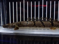 画像2: 【淡水魚】【通販】No1 ポリプテルス デルヘジィ ワイルド【個体販売】(±20cm)(大型魚)(生体)(熱帯魚)NKO (2)