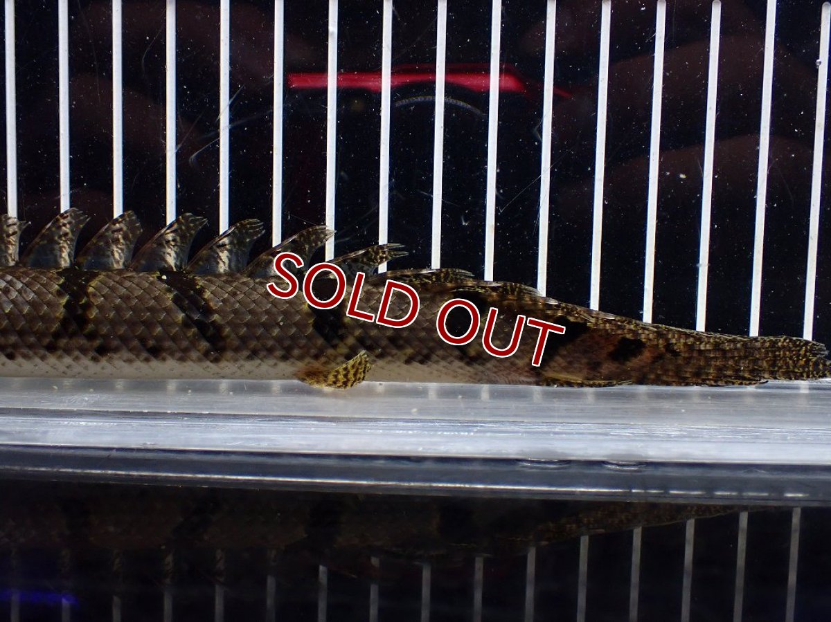 画像3: 【淡水魚】【通販】No1 ポリプテルス デルヘジィ ワイルド【個体販売】(±20cm)(大型魚)(生体)(熱帯魚)NKO (3)