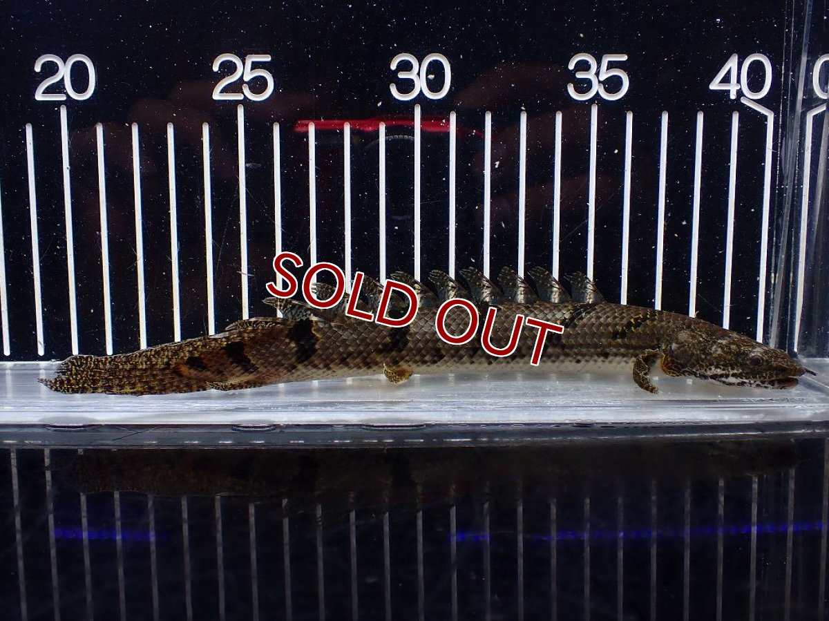 画像4: 【淡水魚】【通販】No1 ポリプテルス デルヘジィ ワイルド【個体販売】(±20cm)(大型魚)(生体)(熱帯魚)NKO (4)