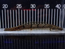 画像4: 【淡水魚】【通販】No1 ポリプテルス デルヘジィ ワイルド【個体販売】(±20cm)(大型魚)(生体)(熱帯魚)NKO (4)