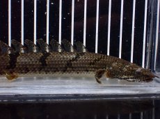 画像5: 【淡水魚】【通販】No1 ポリプテルス デルヘジィ ワイルド【個体販売】(±20cm)(大型魚)(生体)(熱帯魚)NKO (5)