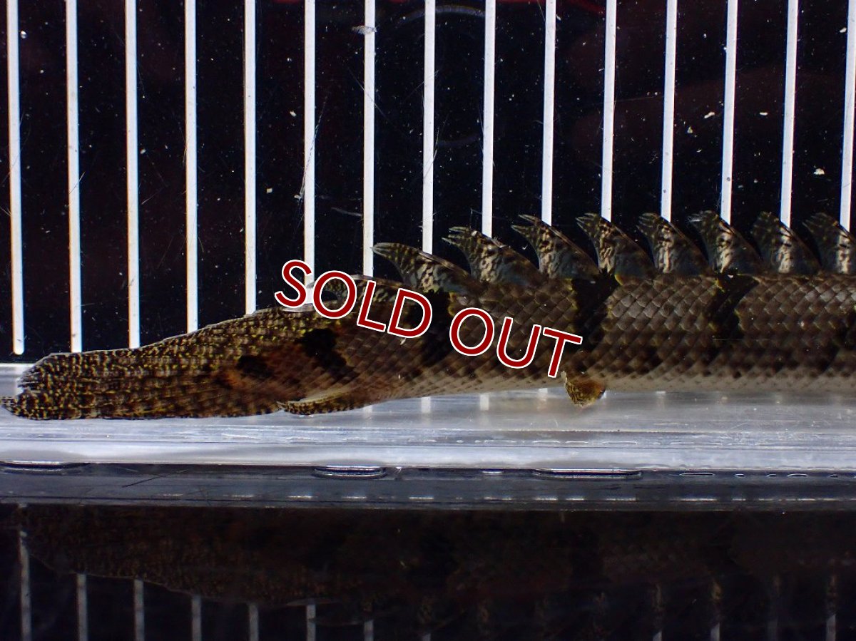 画像6: 【淡水魚】【通販】No1 ポリプテルス デルヘジィ ワイルド【個体販売】(±20cm)(大型魚)(生体)(熱帯魚)NKO (6)