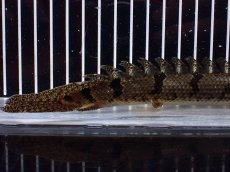 画像6: 【淡水魚】【通販】No1 ポリプテルス デルヘジィ ワイルド【個体販売】(±20cm)(大型魚)(生体)(熱帯魚)NKO (6)