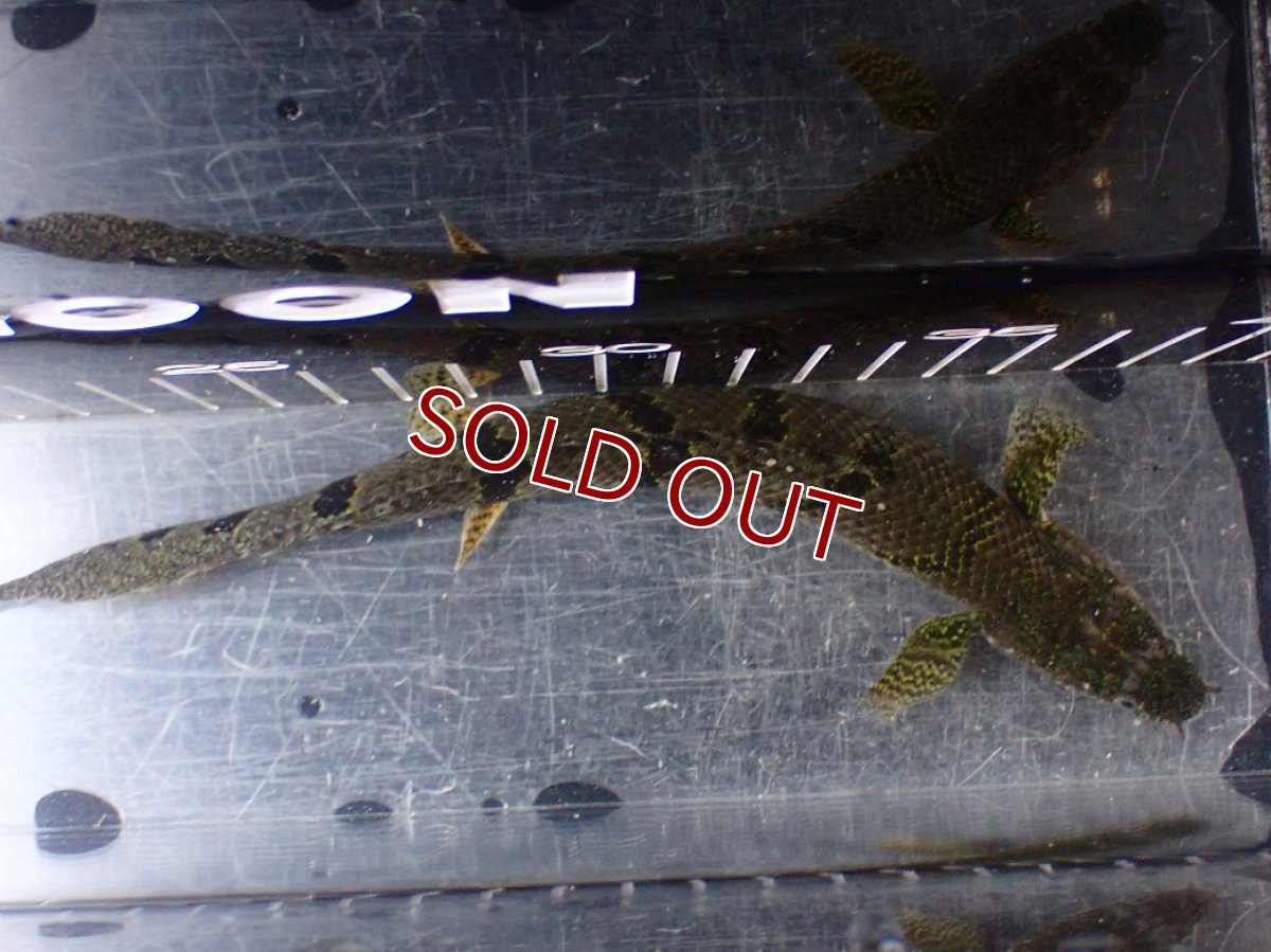 画像7: 【淡水魚】【通販】No1 ポリプテルス デルヘジィ ワイルド【個体販売】(±20cm)(大型魚)(生体)(熱帯魚)NKO (7)