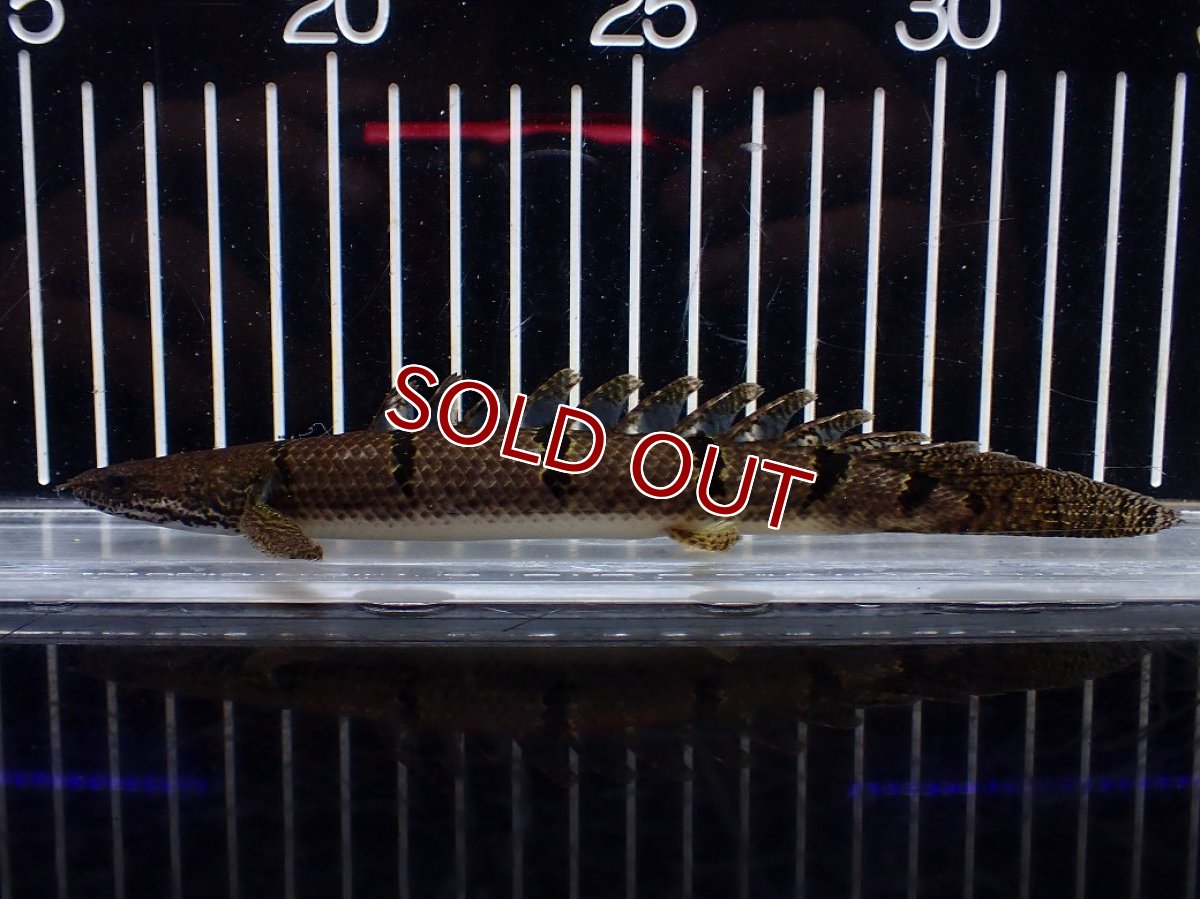 画像1: 【淡水魚】【通販】No2 ポリプテルス デルヘジィ ワイルド【個体販売】(±15cm)(大型魚)(生体)(熱帯魚)NKO (1)