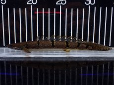 画像1: 【淡水魚】【通販】No2 ポリプテルス デルヘジィ ワイルド【個体販売】(±15cm)(大型魚)(生体)(熱帯魚)NKO (1)