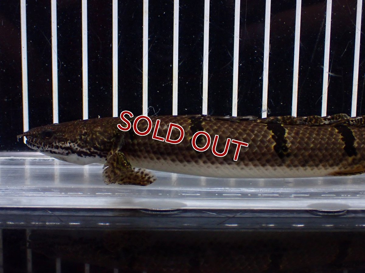 画像2: 【淡水魚】【通販】No2 ポリプテルス デルヘジィ ワイルド【個体販売】(±15cm)(大型魚)(生体)(熱帯魚)NKO (2)