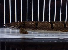 画像2: 【淡水魚】【通販】No2 ポリプテルス デルヘジィ ワイルド【個体販売】(±15cm)(大型魚)(生体)(熱帯魚)NKO (2)