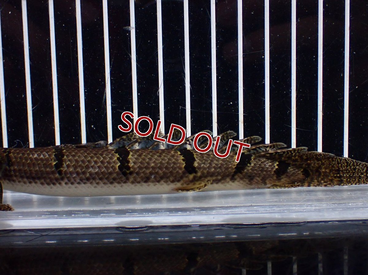 画像3: 【淡水魚】【通販】No2 ポリプテルス デルヘジィ ワイルド【個体販売】(±15cm)(大型魚)(生体)(熱帯魚)NKO (3)