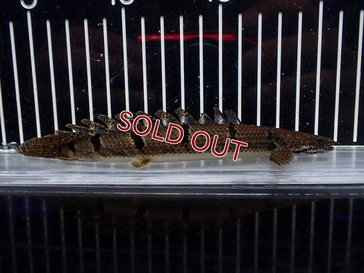 画像4: 【淡水魚】【通販】No2 ポリプテルス デルヘジィ ワイルド【個体販売】(±15cm)(大型魚)(生体)(熱帯魚)NKO (4)