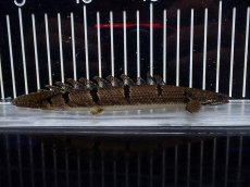 画像4: 【淡水魚】【通販】No2 ポリプテルス デルヘジィ ワイルド【個体販売】(±15cm)(大型魚)(生体)(熱帯魚)NKO (4)