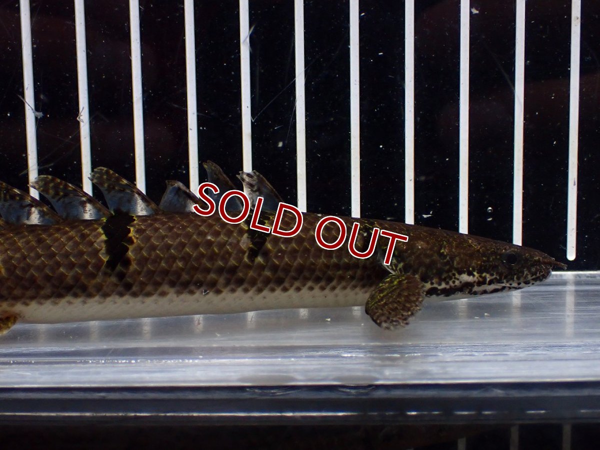 画像5: 【淡水魚】【通販】No2 ポリプテルス デルヘジィ ワイルド【個体販売】(±15cm)(大型魚)(生体)(熱帯魚)NKO (5)