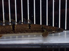 画像5: 【淡水魚】【通販】No2 ポリプテルス デルヘジィ ワイルド【個体販売】(±15cm)(大型魚)(生体)(熱帯魚)NKO (5)