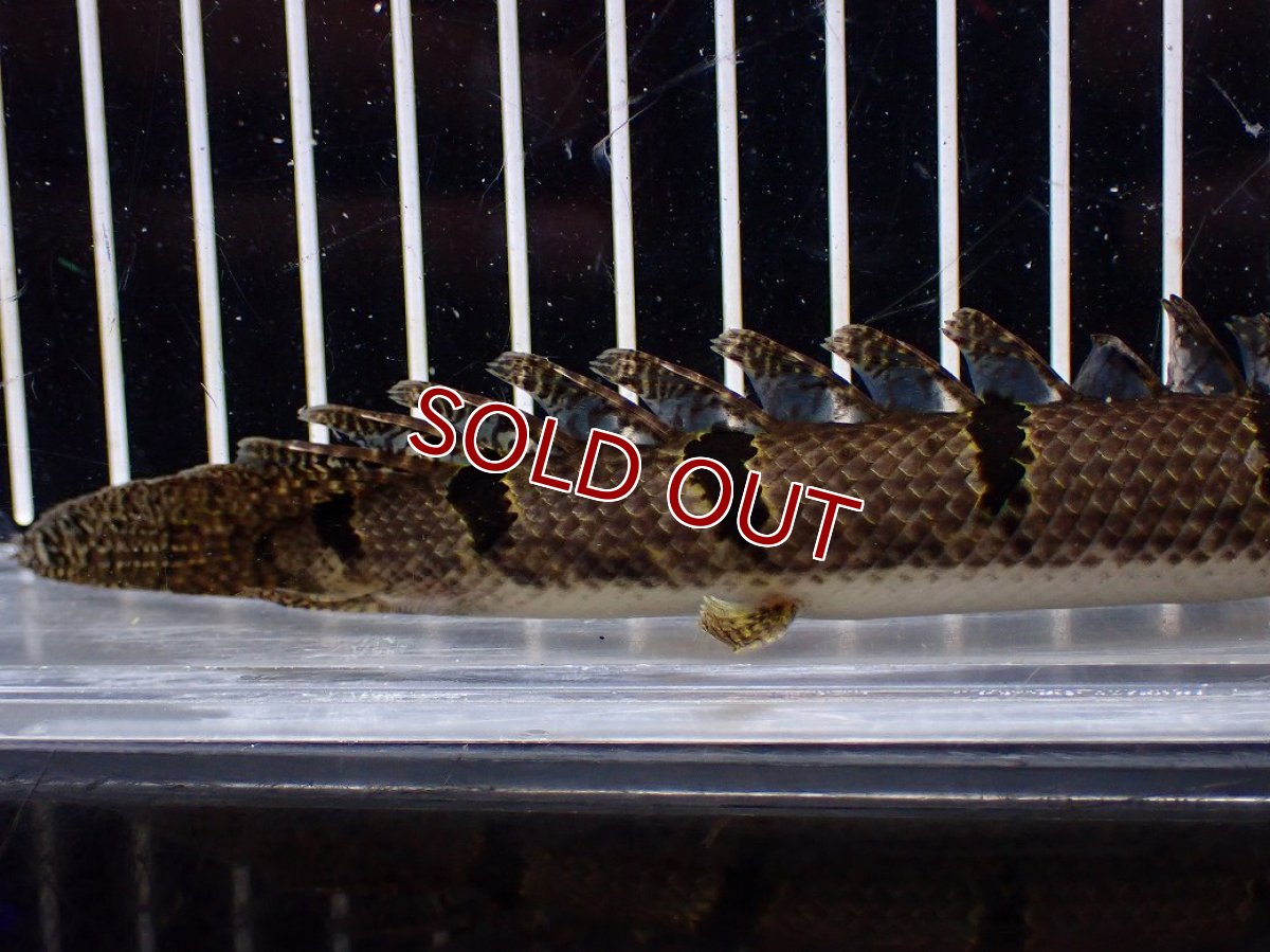 画像6: 【淡水魚】【通販】No2 ポリプテルス デルヘジィ ワイルド【個体販売】(±15cm)(大型魚)(生体)(熱帯魚)NKO (6)