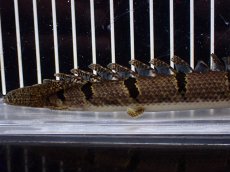 画像6: 【淡水魚】【通販】No2 ポリプテルス デルヘジィ ワイルド【個体販売】(±15cm)(大型魚)(生体)(熱帯魚)NKO (6)