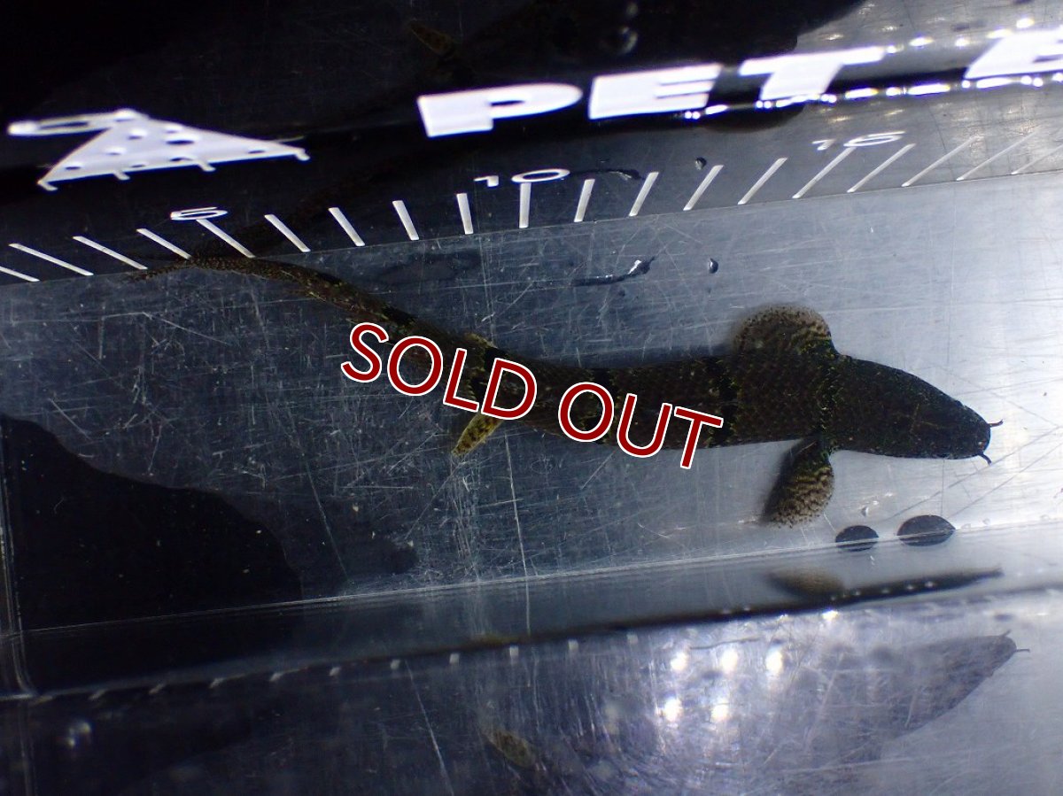 画像7: 【淡水魚】【通販】No2 ポリプテルス デルヘジィ ワイルド【個体販売】(±15cm)(大型魚)(生体)(熱帯魚)NKO (7)