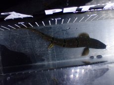 画像7: 【淡水魚】【通販】No2 ポリプテルス デルヘジィ ワイルド【個体販売】(±15cm)(大型魚)(生体)(熱帯魚)NKO (7)